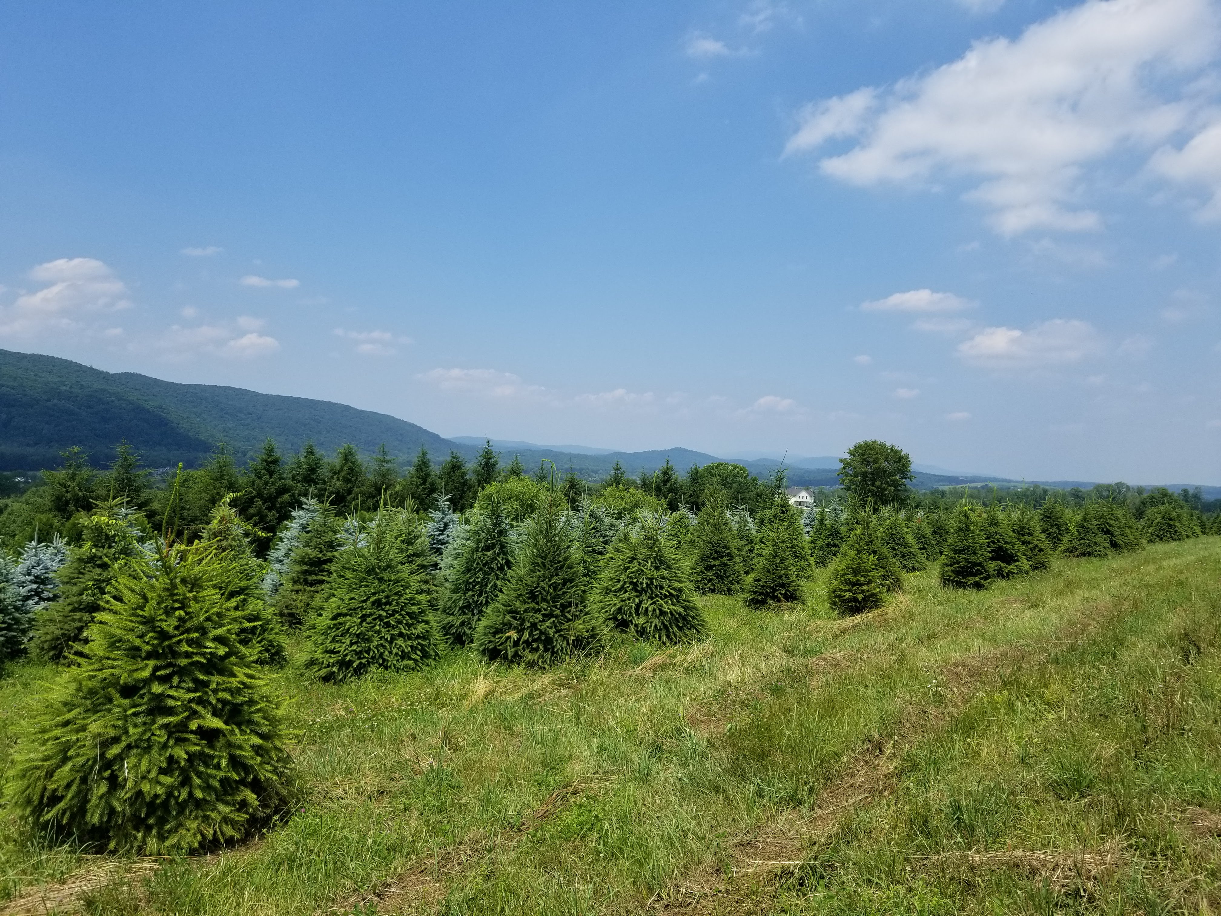 Lopane Farm in the Town of Amenia